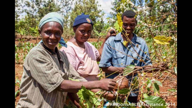 The difference water can make was graphically illustrated by the Kenera Water Project, near Embu, which has brought a much better standard of living to one particular village as crops can now be planted, which in turn, creates a better standard of living. Three workers pick coffee beans