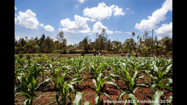 A field of crops laid out in neat rows