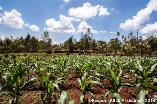 A field of crops laid out in neat rows