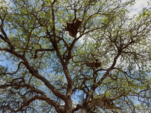 Hanging beehives of a Fursa group member