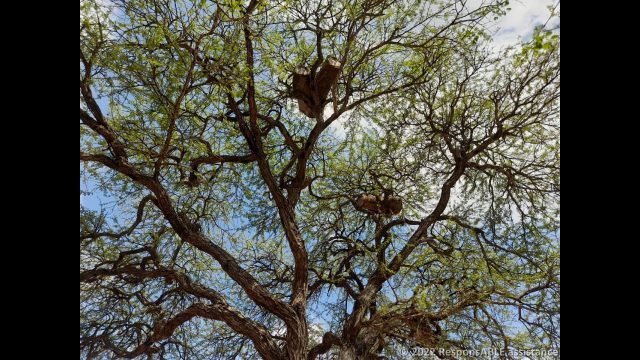 Hanging beehives of a Fursa group member