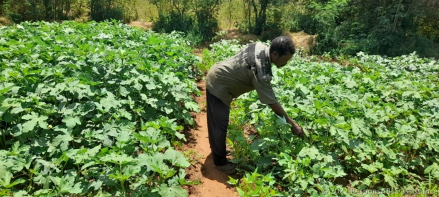 The Chairperson of the Kyanginywa Fursa group in his Okra vegetable farm. He farms vegetables as a business.