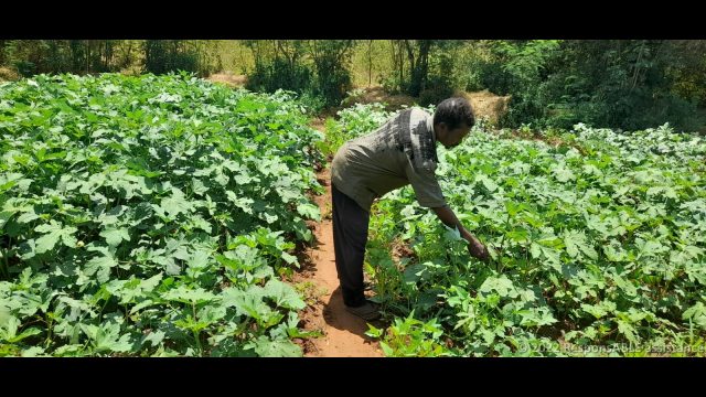 The Chairperson of the Kyanginywa Fursa group in his Okra vegetable farm. He farms vegetables as a business.