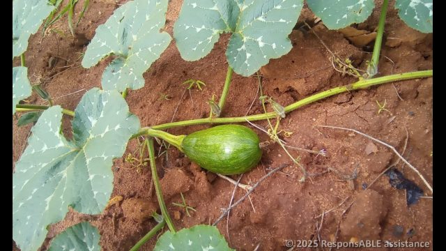 A sprouting pumpkin in Ms. Nzembi's garden. An assurance for food security, as well as enhancing her business.