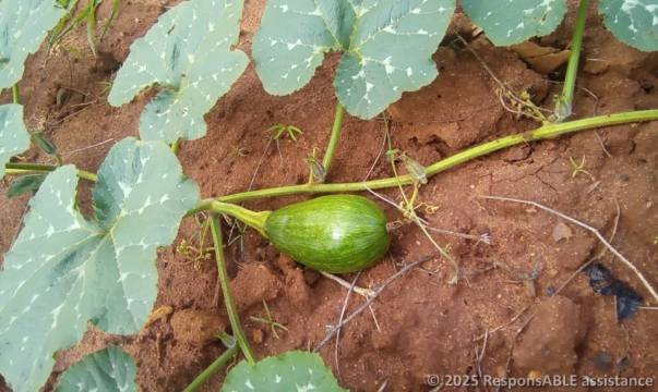 A sprouting pumpkin in Ms. Nzembi's garden. An assurance for food security, as well as enhancing her business.
